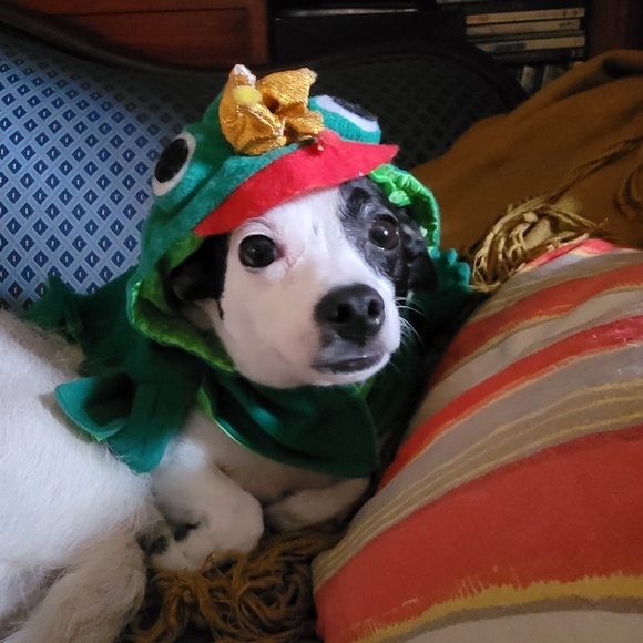 Meet your Posher, Stephanie - Picture 1 of 1